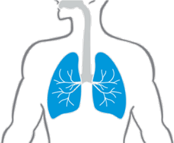 Lungs Png Transparent Images - Cartoon Lungs In Body - Free Transparent ...