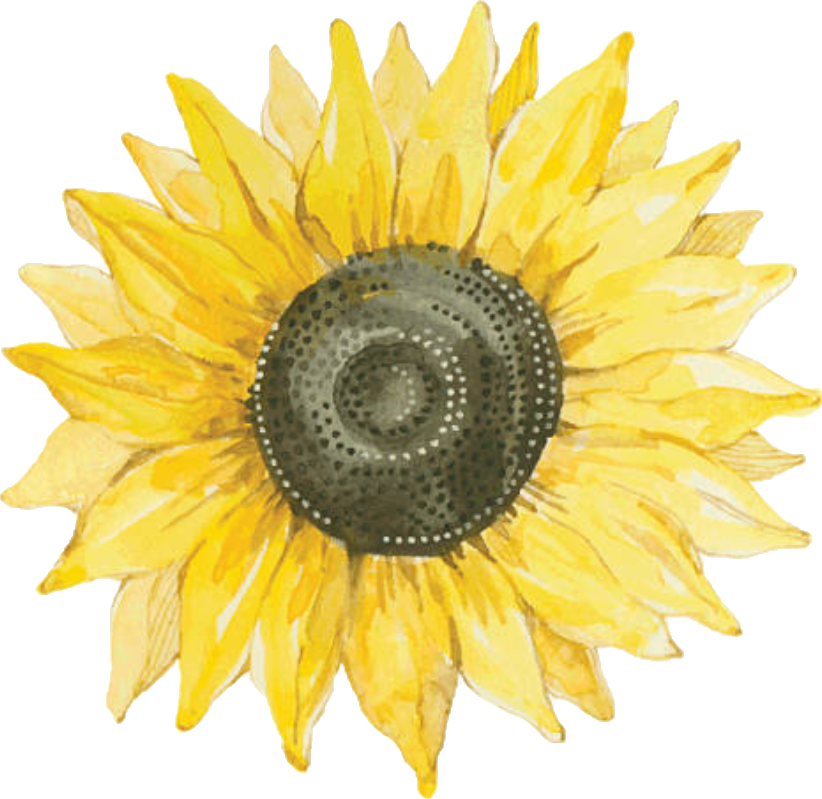 Sunflower Flower Nature Summer Png Stickers Yellow (822x799), Png Download