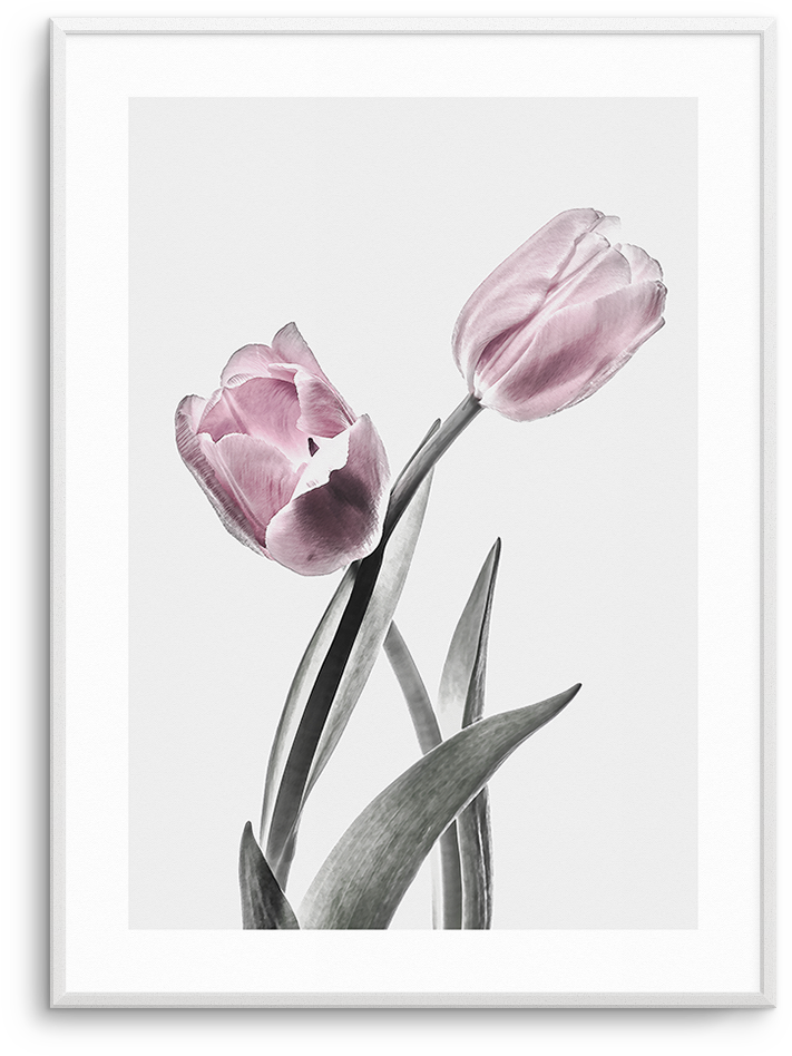 Download Pink Tulip Illustration No Ii - Illustration PNG Image with No ...