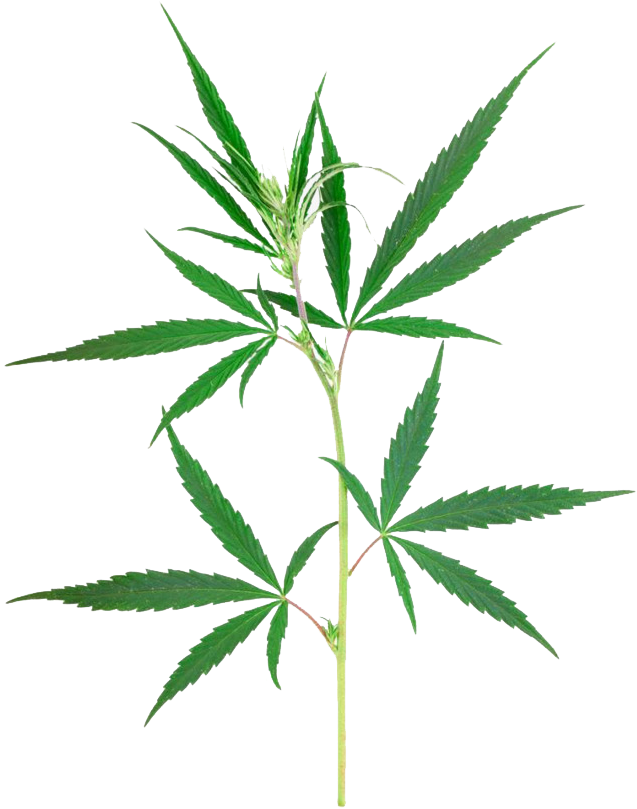 Download Dibujo De Planta De Mariguana PNG Image with No Background ...