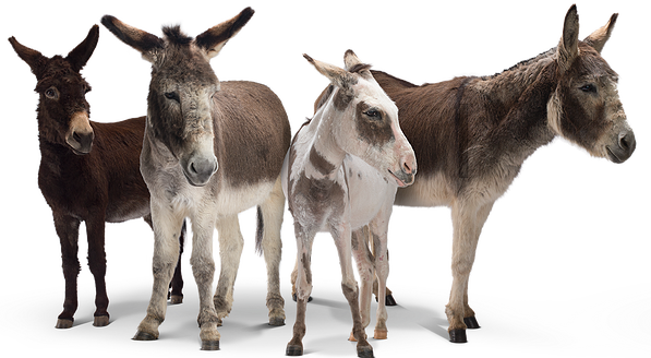 News Items - Donkey (597x328), Png Download