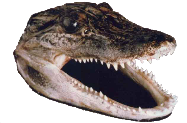 Download Gator Head - Transparent Crocodile Head Png PNG Image with No ...