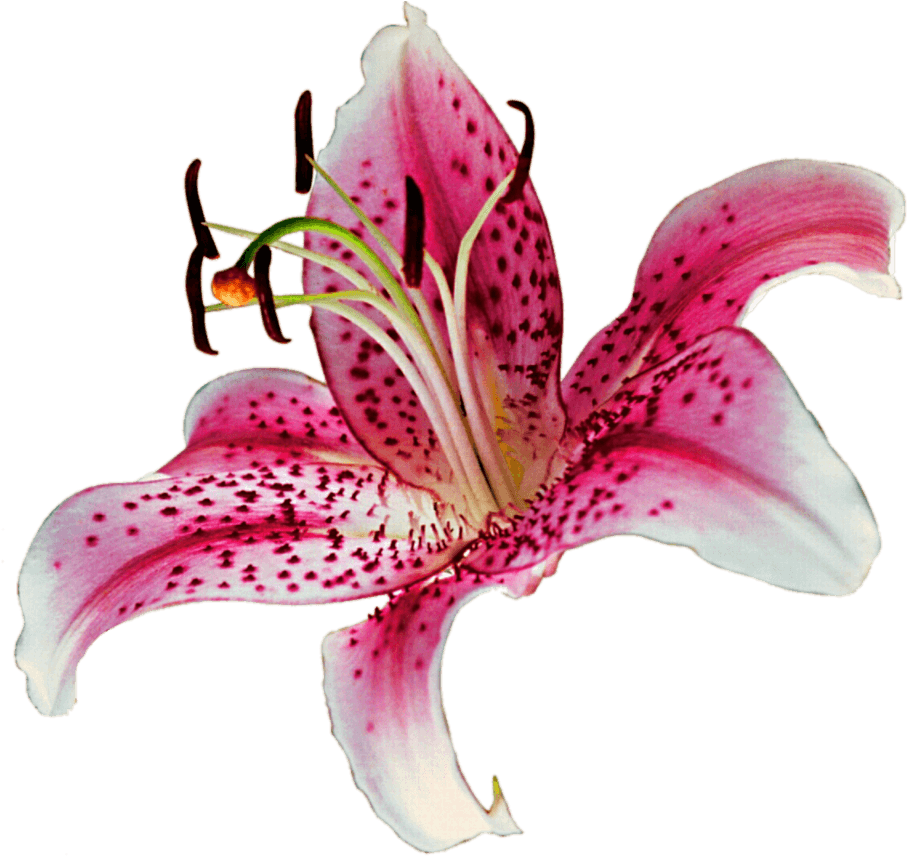 Download Stargazer Lily Clipart - Lily Transparent Background PNG Image