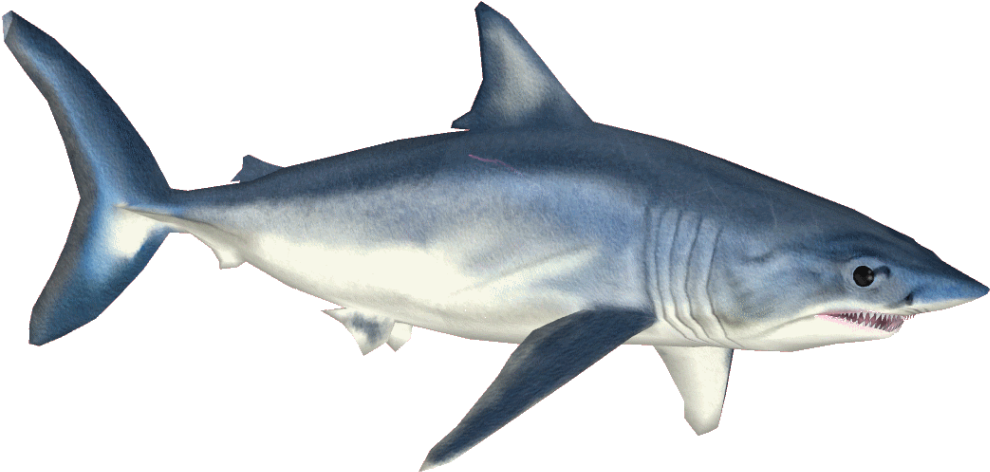 Shortfin Mako Shark - Free Transparent PNG Download - PNGkey