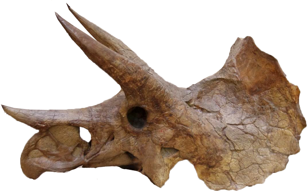 Download Yale Peabody Triceratops 004trp - Ypm 1822 PNG Image with No ...