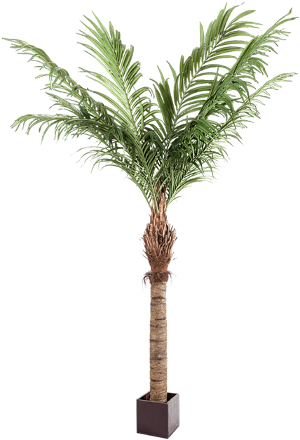 Download Palmera Artificial Alt - Palm Trees PNG Image with No ...