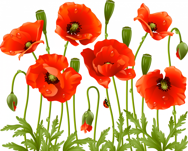 Download Poppy PNG Image With No Background - PNGkey.com