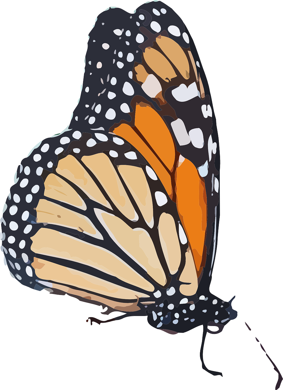 monarch butterfly png