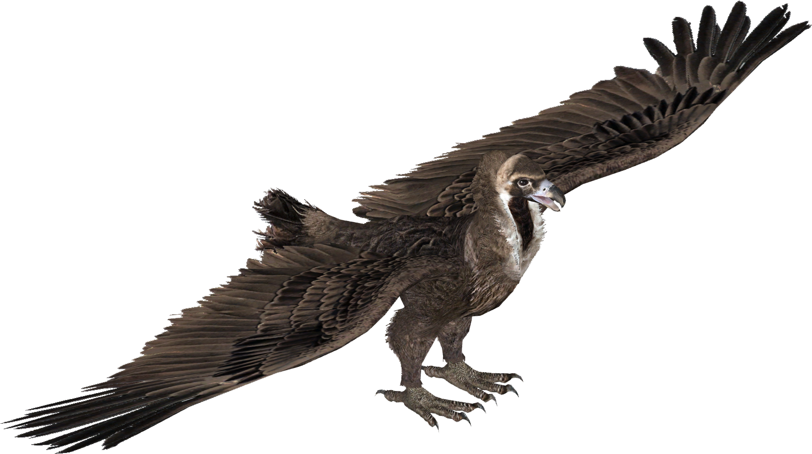 Cinereous Vulture - Eagle - Free Transparent PNG Download - PNGkey