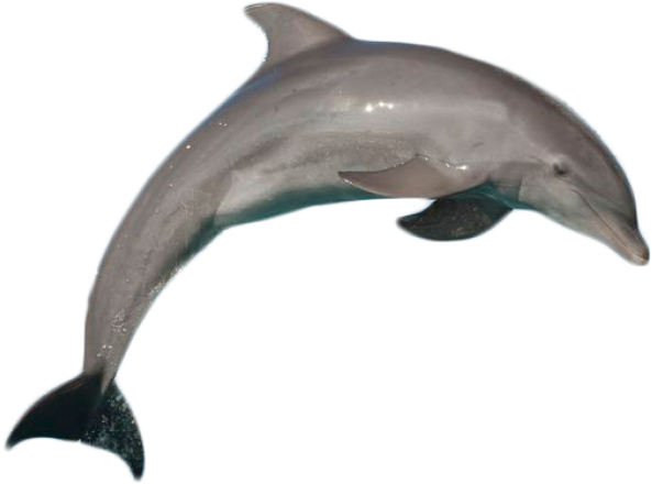 Download Best Atlantic Bottlenose Dolphin Jumping Png - Dolphin With No ...