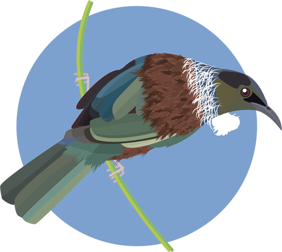 tui bird clipart template