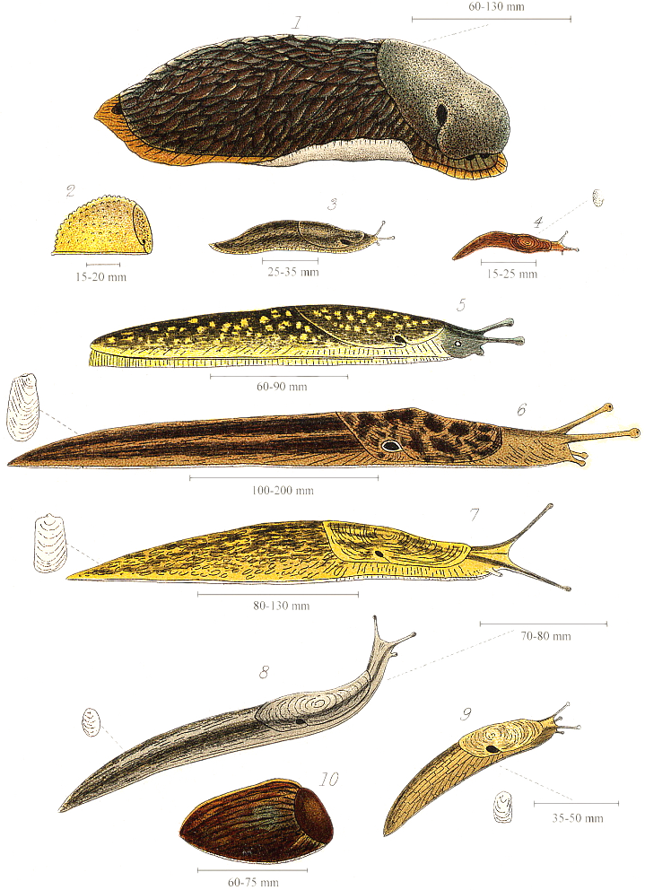 Download Slugs 1896 - Slug Meaning In Urdu PNG Image with No Background -  