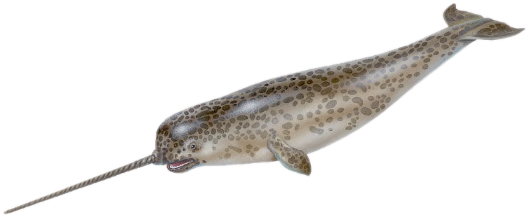 04 Natty Narwhal Fish That Looks Like Unicorn Free Transparent Png