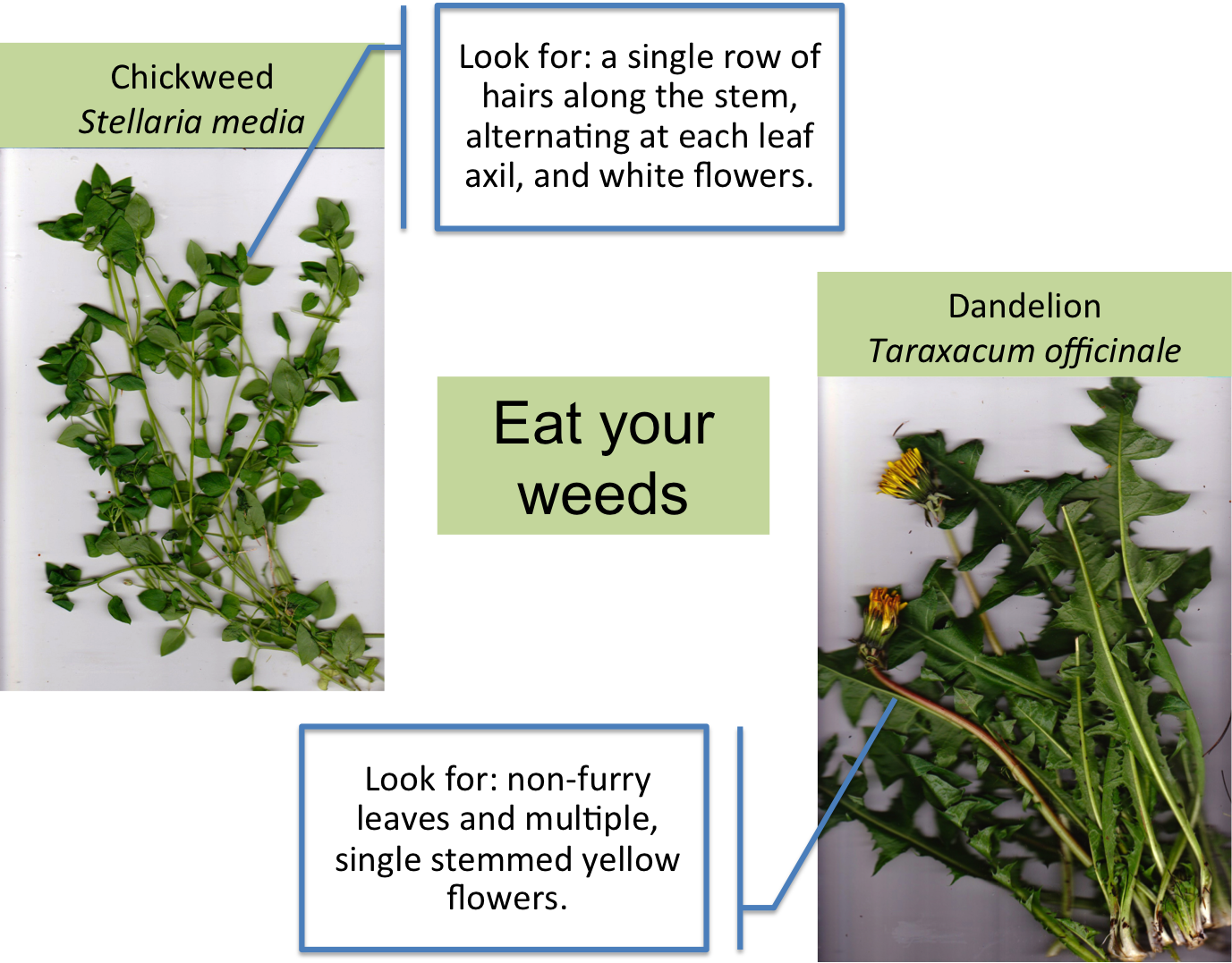 Download Eat Your Weeds PNG Image with No Background - PNGkey.com