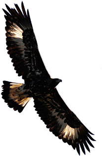 Download Aguila Volando Png - Aguila Imperial Iberica Png PNG Image with No  Background 