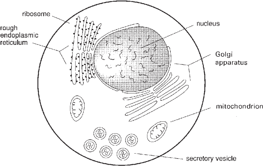 Download 3 Schematic Drawing Of Some Of The Subcellular Organelles ...