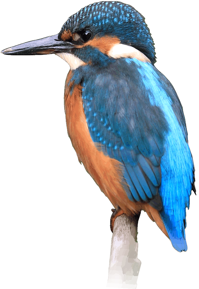 Kingfisher Kingfisher Hd Png Free Transparent Png Download Pngkey