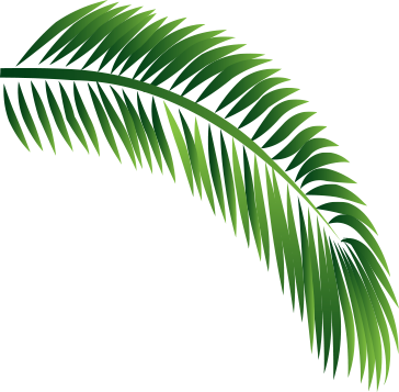 Download Decorative Leaf - Babassu PNG Image with No Background ...