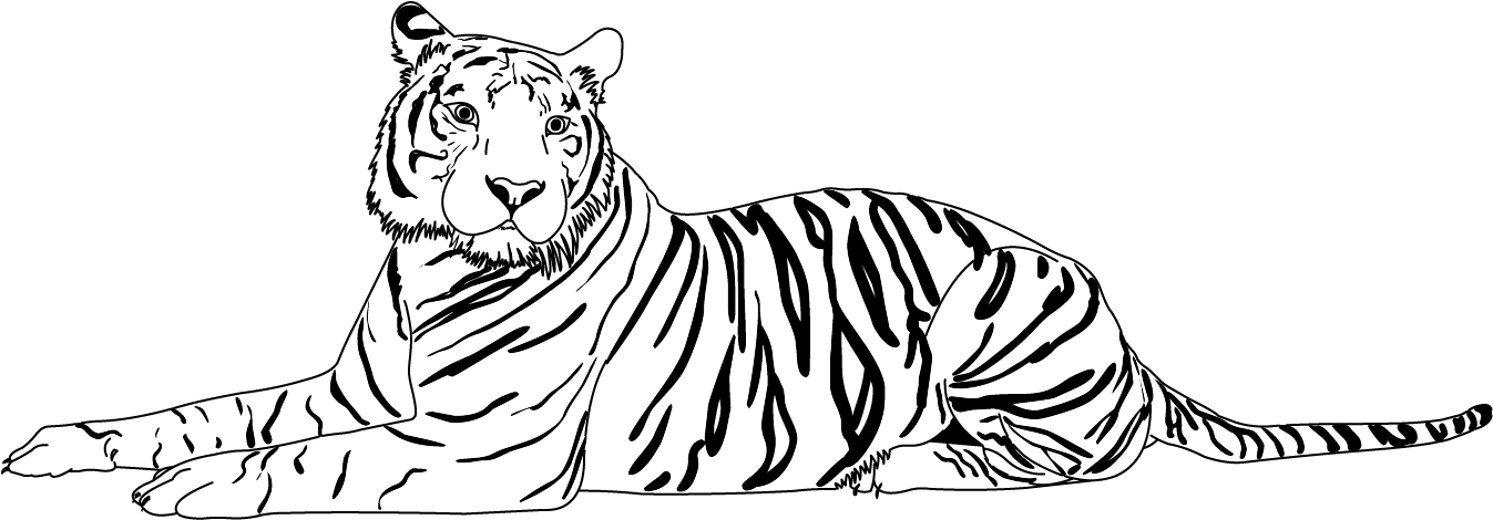 Download Tiger - Cat PNG Image with No Background - PNGkey.com