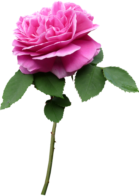 Stem, Rose, Pink, Flower - Flower With Stem Png - Free Transparent PNG ...