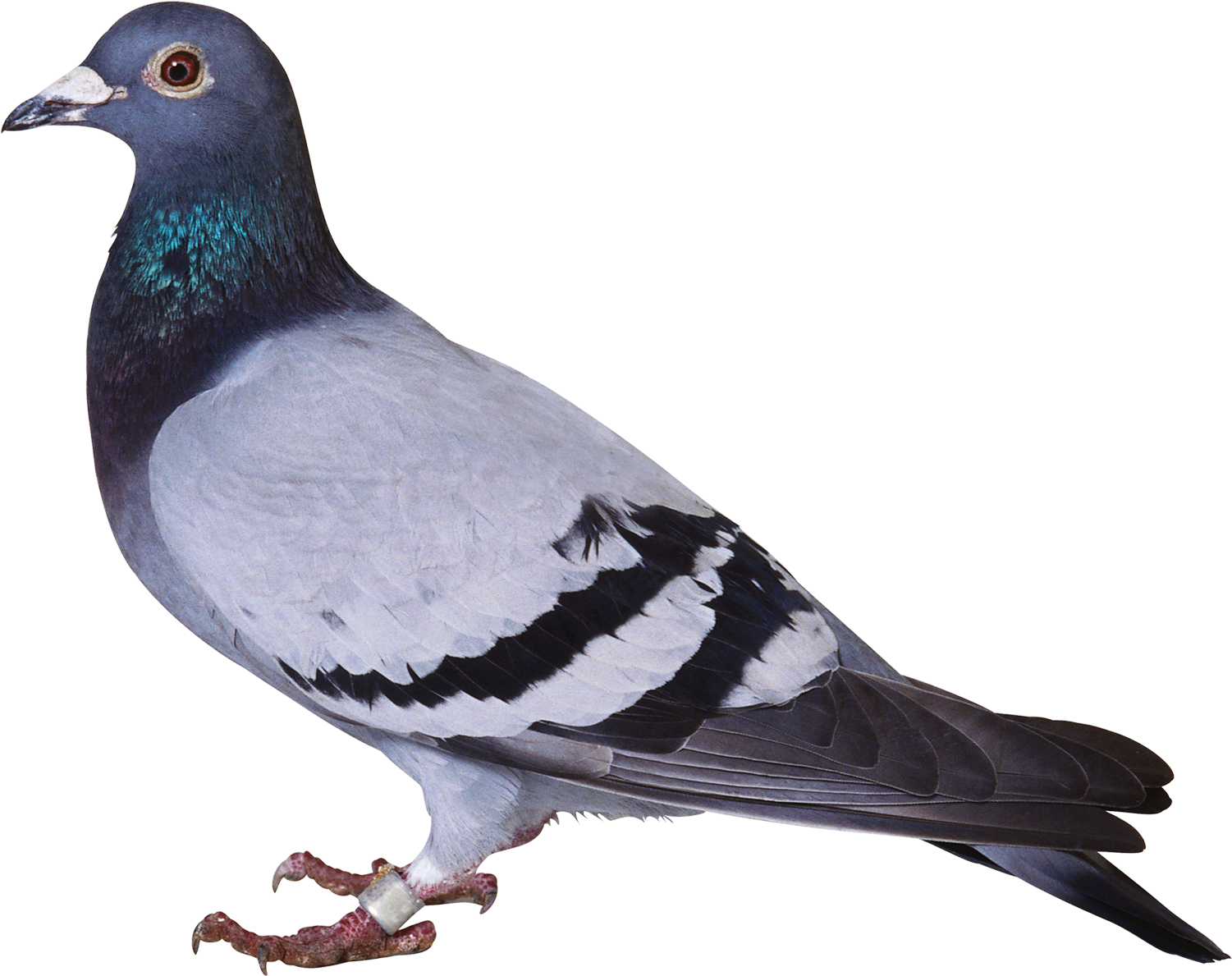 Fancy Pigeon Stock Photos - 2,200 Images | Shutterstock