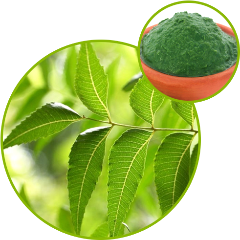 Neem Extract - Neem Tree - Free Transparent PNG Download - PNGkey