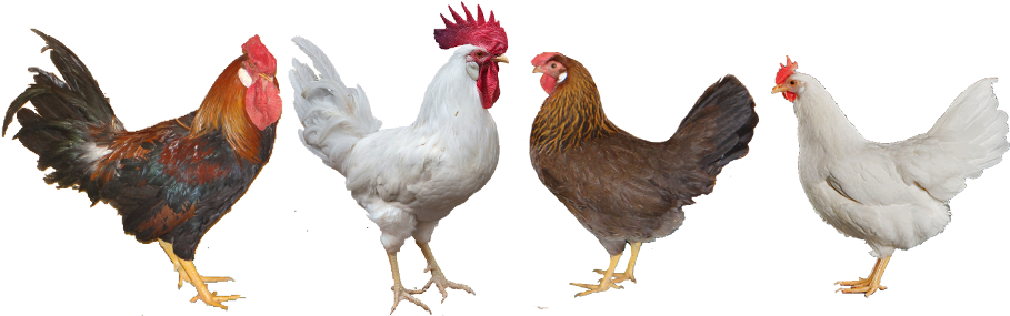 Hatchery Blog - Chicken - Free Transparent PNG Download - PNGkey