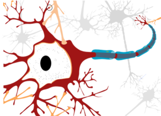 Neuron Clipart Png Download Full Size Clipart 234570 Pinclipart Images