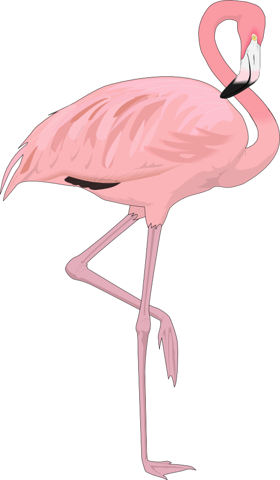 Clipart - Transparent Background Flamingo Png (555x950), Png Download