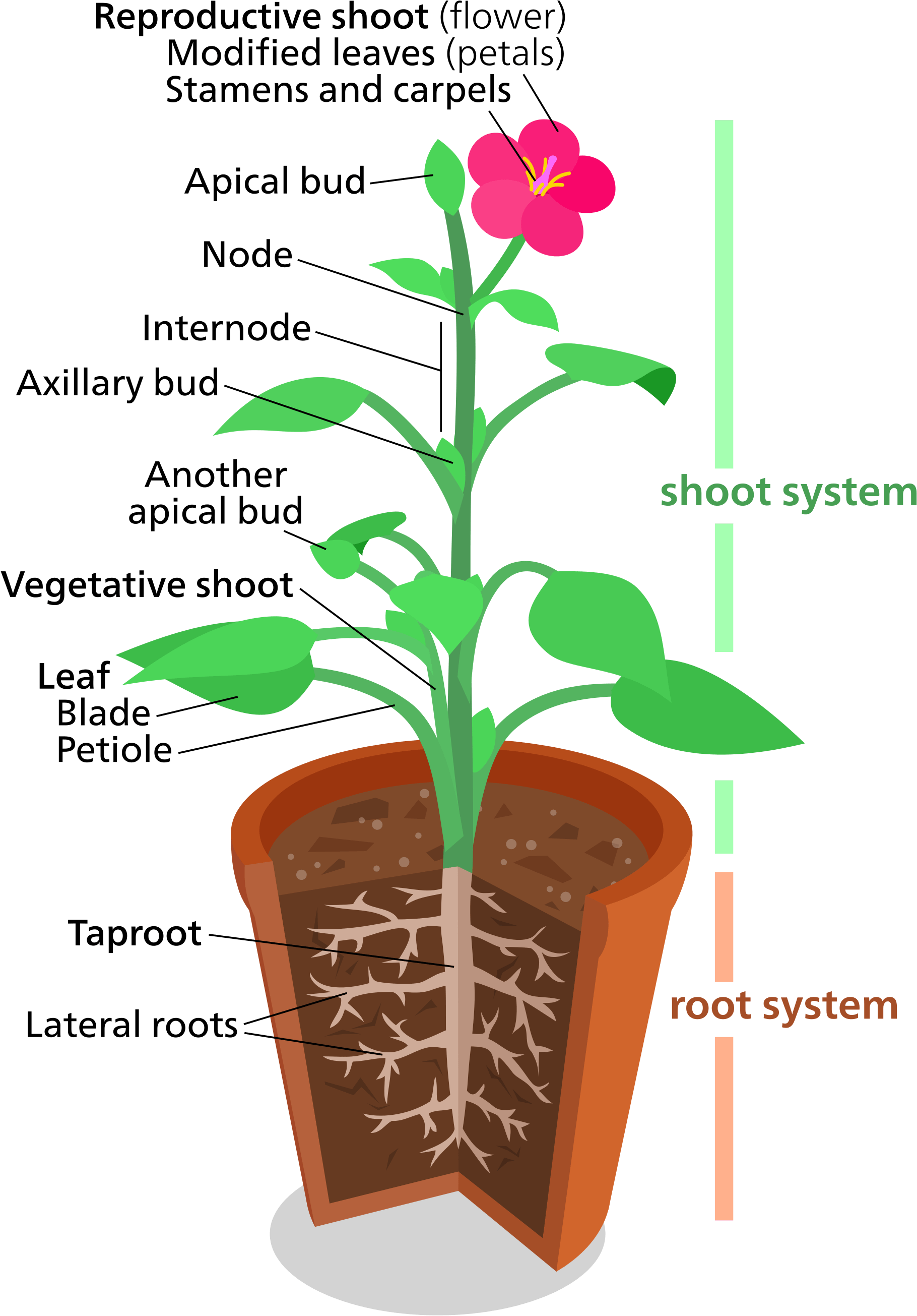 Download Leaves Are Attached To The Plant Stem At Areas Called - Plant ...