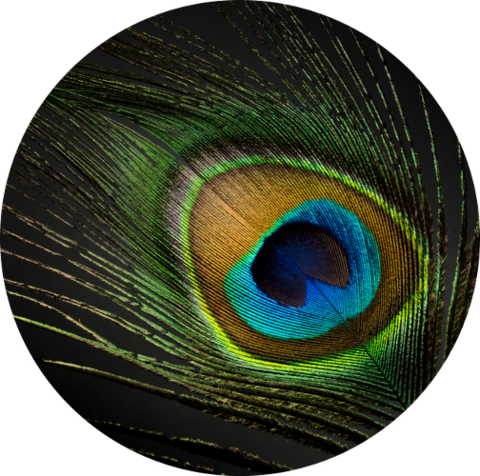 Download Peacock - Feather PNG Image with No Background - PNGkey.com