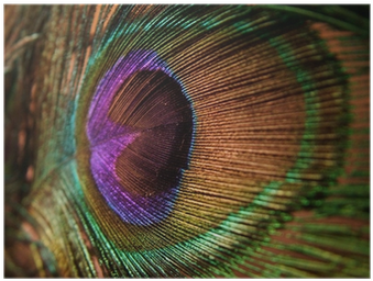 single peacock feathers with flute png