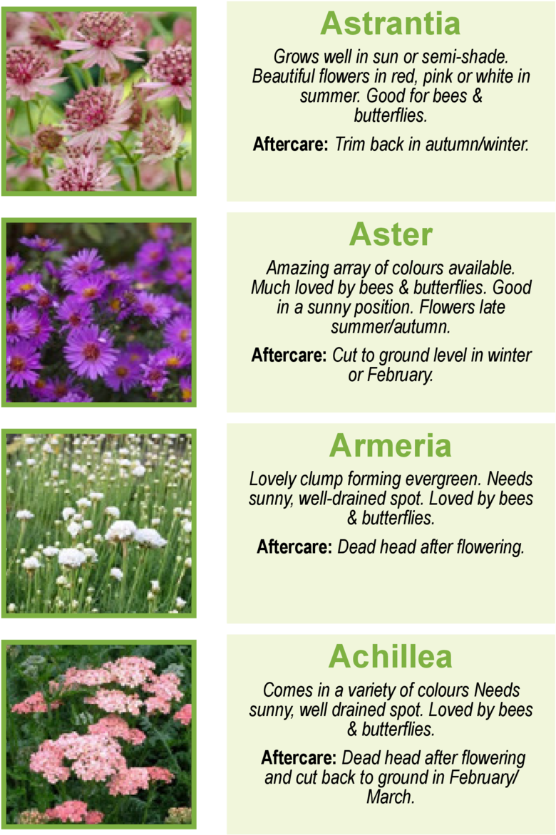 Astrantia Grows Well In Sun Or Semi-shade - Masterworts - Free ...