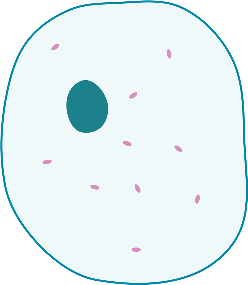 Open - Simple Animal Cell Unlabelled - Free Transparent PNG Download ...