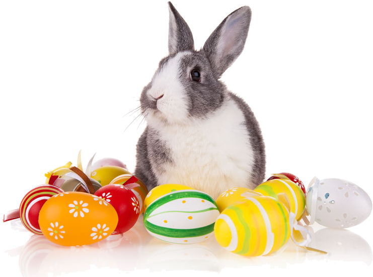 Easter Rabbit - Photography (808x593), Png Download