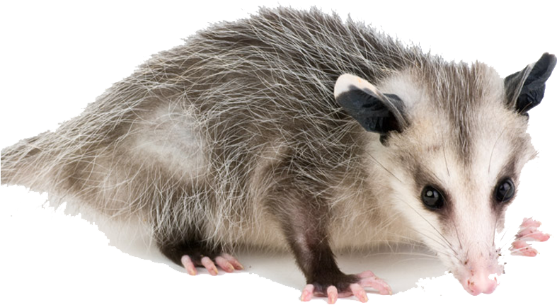 Opossum Removal - Opossum Png - Free Transparent PNG Download - PNGkey