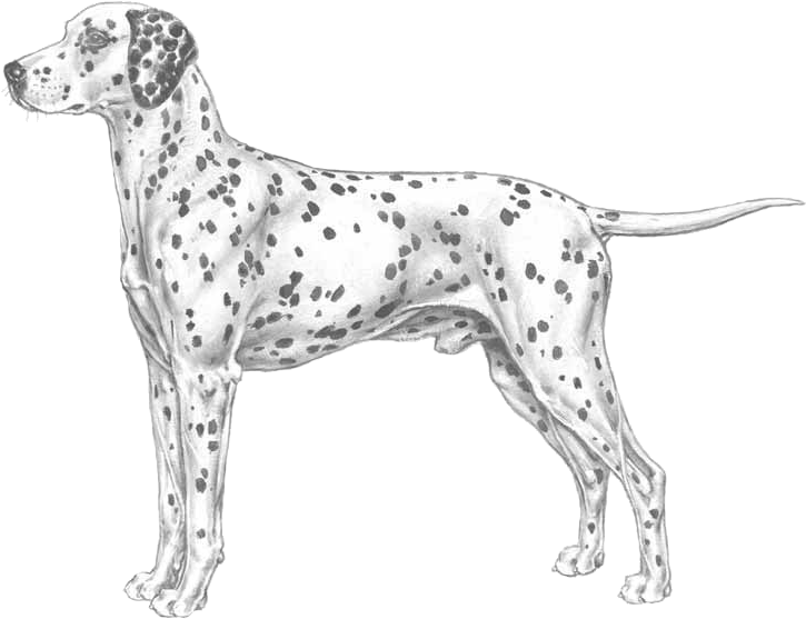 Download Dalmatian PNG Image with No Background - PNGkey.com