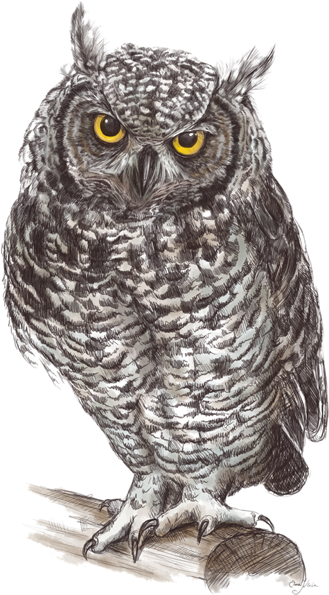 Owl Hd Clipart Png - Png Owls - Free Transparent PNG Download - PNGkey