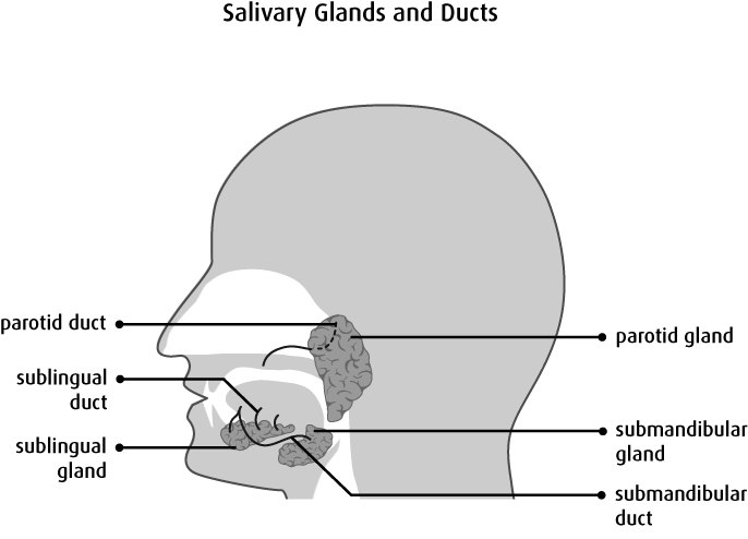 Download Saliva Contains Water, Electrolytes, Mucus And Enzymes ...