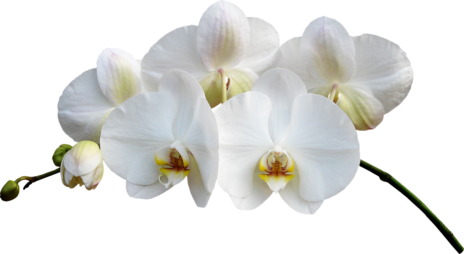 Download Orchid Png Image With No Background Pngkey Com