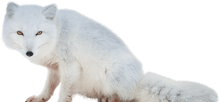 Arctic Fox Png - Free Transparent PNG Download - PNGkey