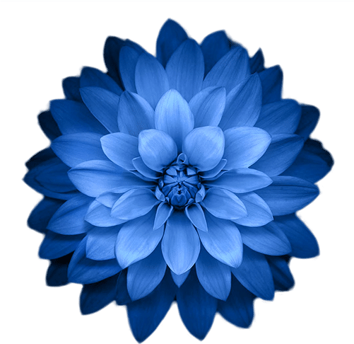 Download Ios Hd Wallpaper Flower PNG Image with No Background - PNGkey.com