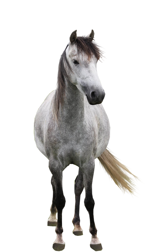 Download Deviantart Horse Png Png Image With No Background Pngkey Com