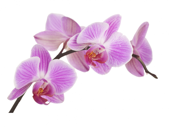 Download Orquideas Png - Imagenes De Orquideas Png PNG Image with No  Background - PNGkey.com