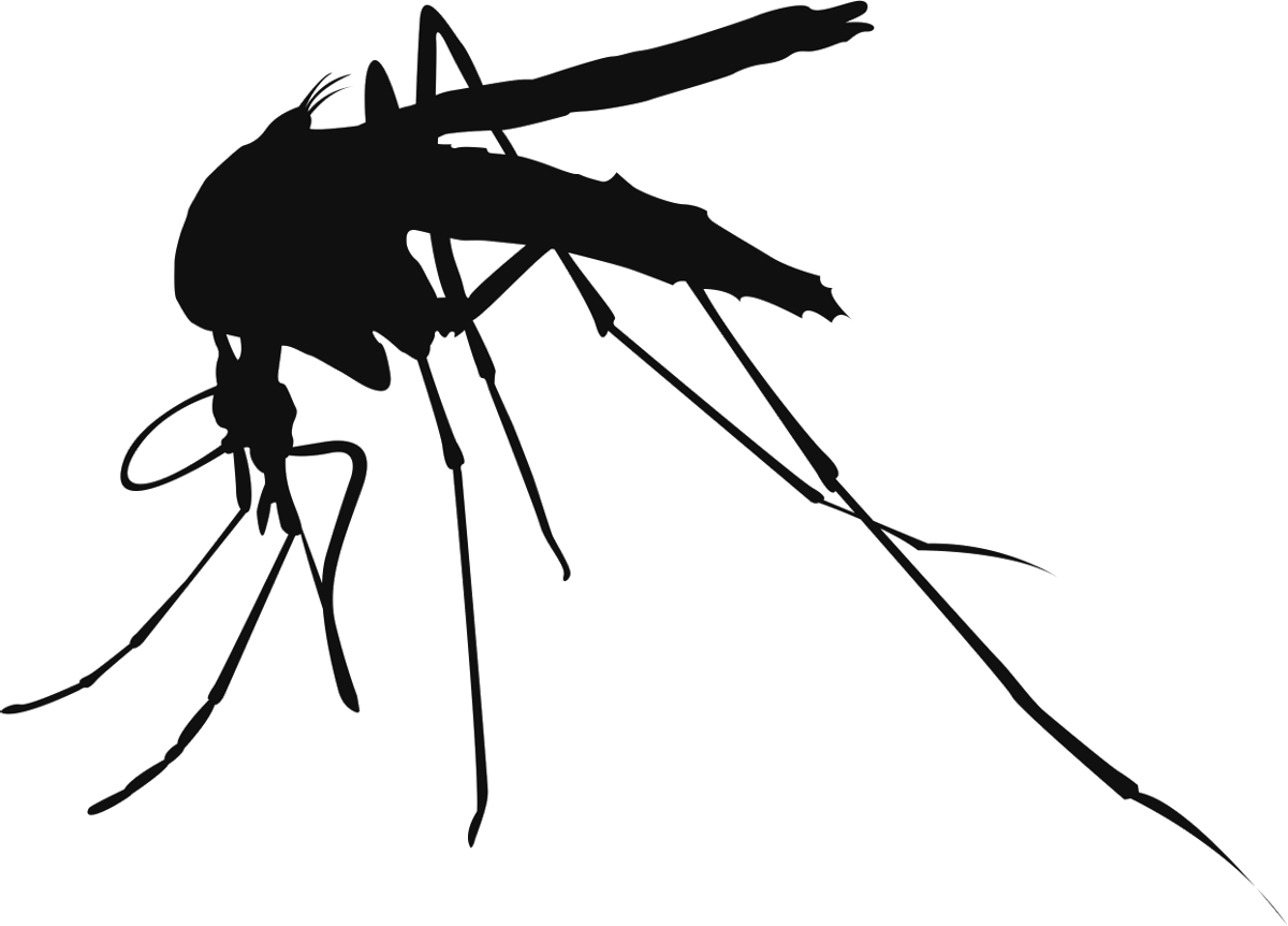 Download Mosquito Control Services - 5 Diseases Caused By Mosquitoes ...