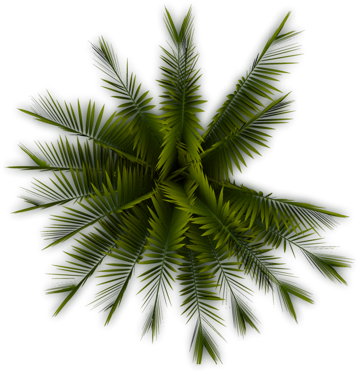 Palm - Palm Tree Top View Png - Free Transparent PNG Download - PNGkey