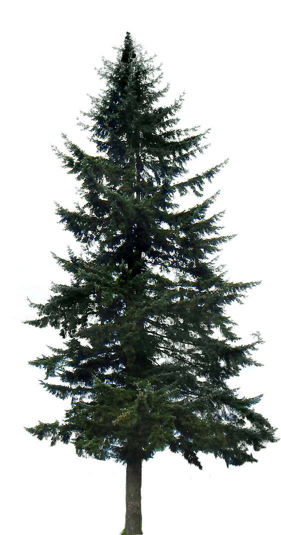Pine Tree Png Image - Pine Trees Transparent Background - Free