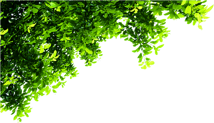 Top Tree Transparent - Corner Tree Png - Free Transparent PNG Download