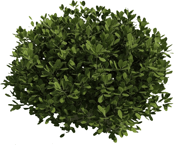 Bushes Png Pic Bush Top View Png Free Transparent Png Download Pngkey ...