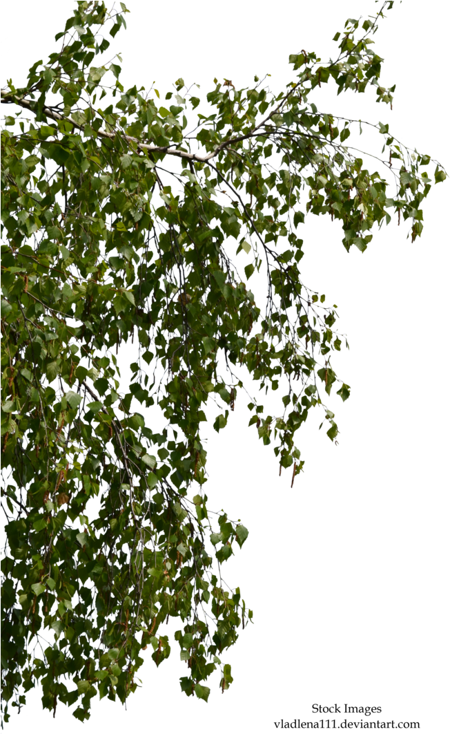 Birch Branch Png - Birch Tree Branches Png - Free Transparent PNG